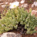 Image of Meyerophytum globosum (L. Bol.) Ihlenfeldt