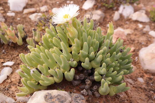 صورة Meyerophytum globosum (L. Bol.) Ihlenfeldt