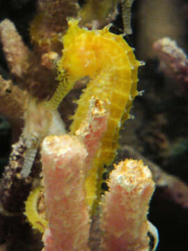 Image of Barbour's Seahorse