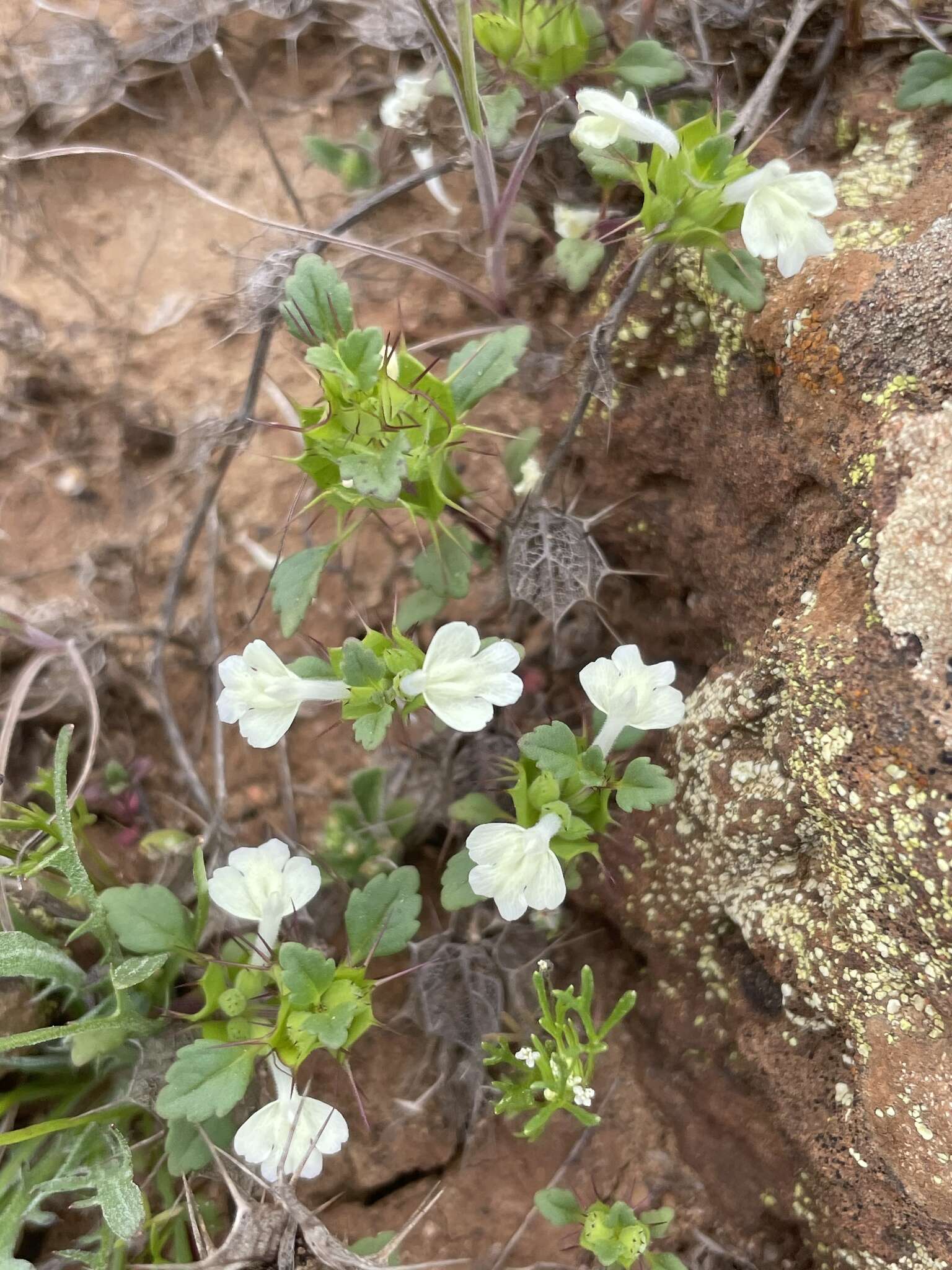 Image of San Diego thorn-mint