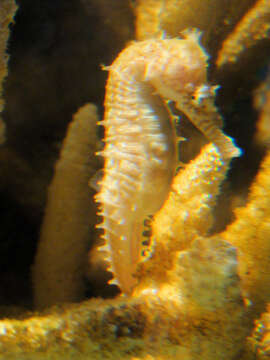 Image of Barbour's Seahorse