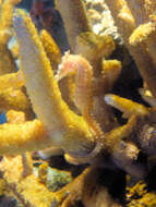 Image of Barbour's Seahorse