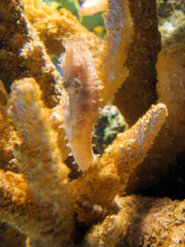 Image of Barbour's Seahorse