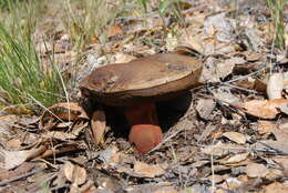 Image of Liver Bolete