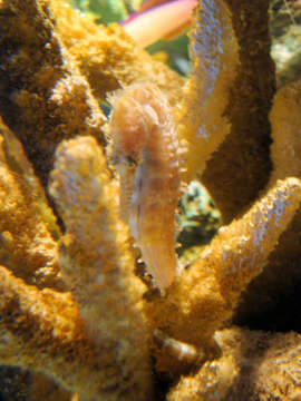 Image of Barbour's Seahorse