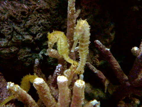 Image of Barbour's Seahorse