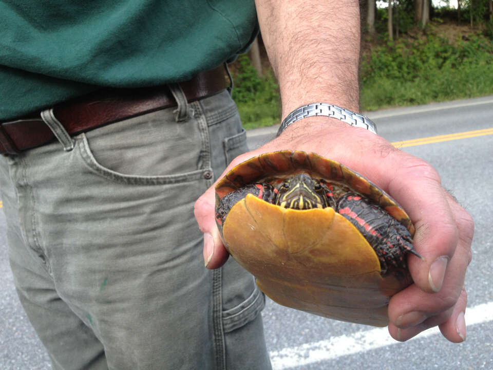 Image of Eastern Painted Turtle