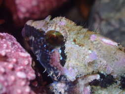 Image of Rosy sculpin