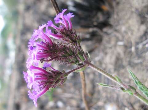 Image of tuberous vervain