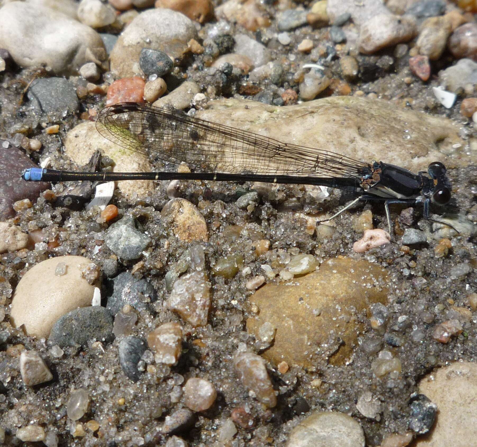 Image of Blue-tipped Dancer