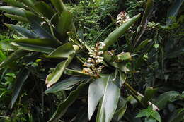 Image of Alpinia koshunensis Hayata