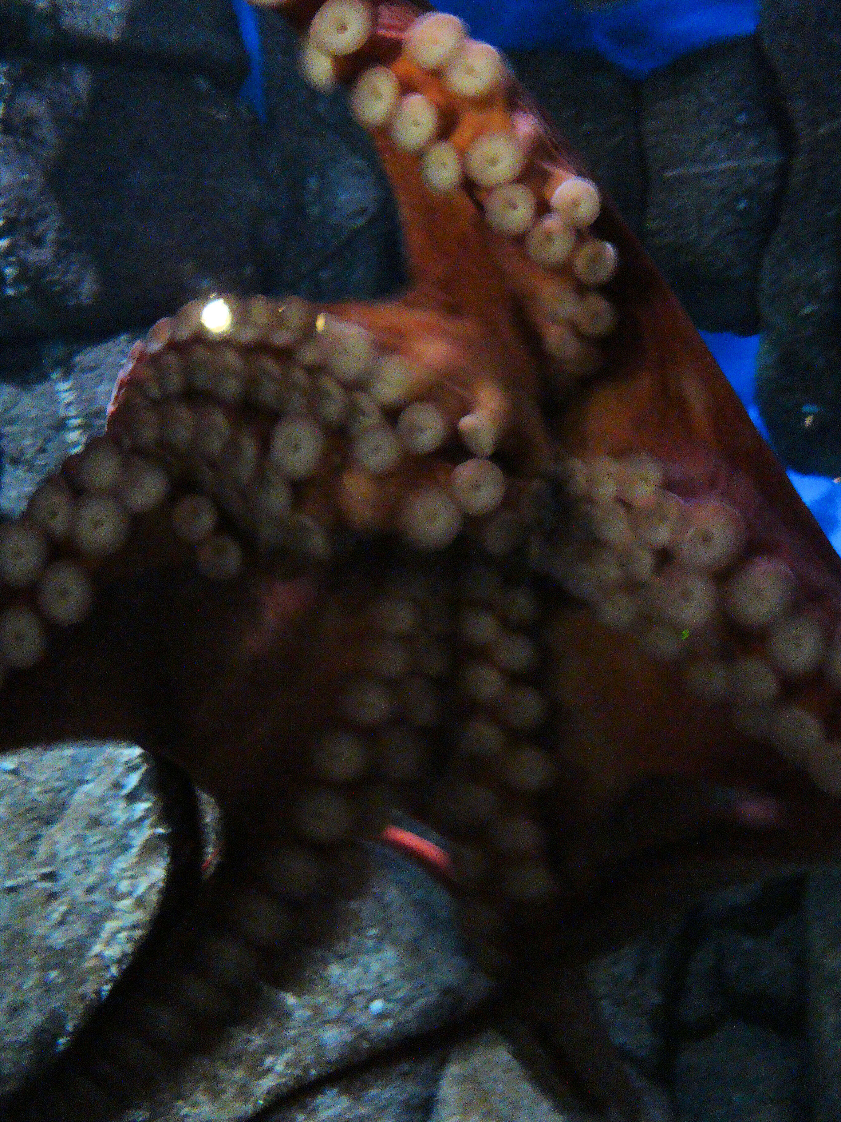 Image of Giant octopus