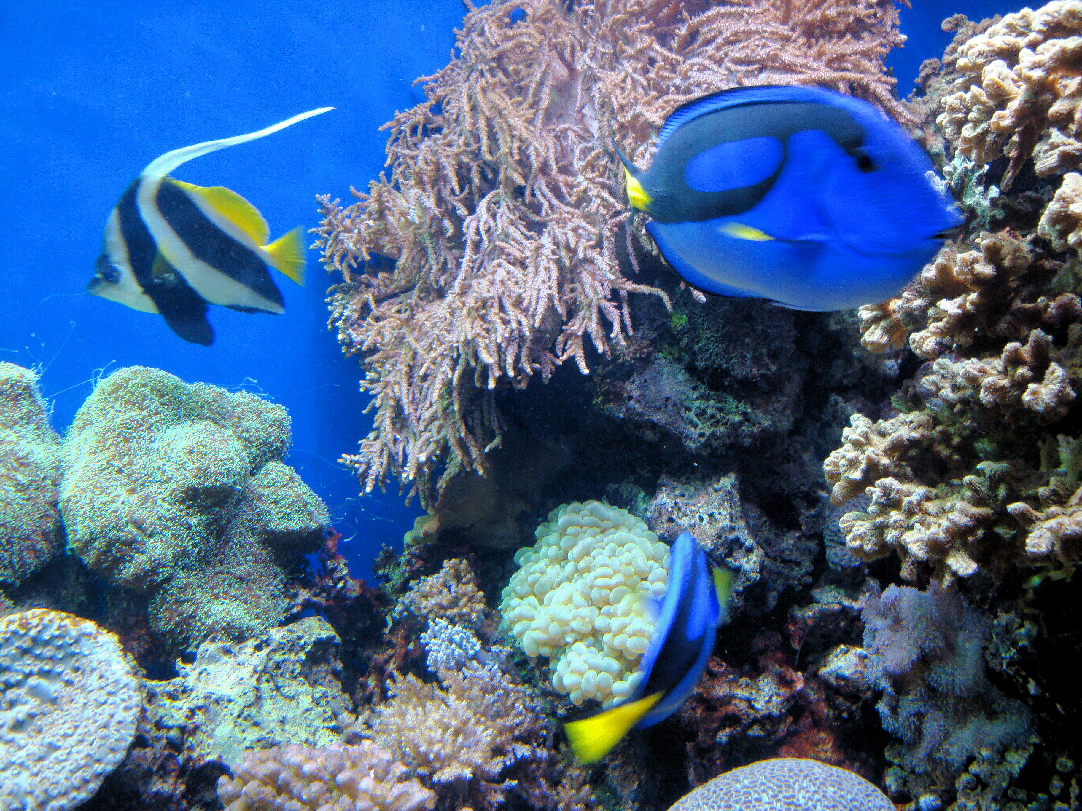 Image of Bannerfish