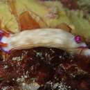 Sivun Hypselodoris violabranchia Gosliner & R. F. Johnson 1999 kuva