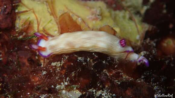 Image of Hypselodoris violabranchia Gosliner & R. F. Johnson 1999