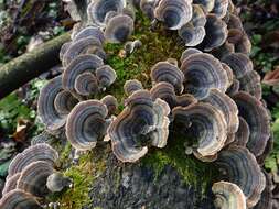 Image of Turkey Tail