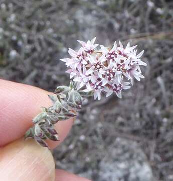 Image of Metalasia divergens subsp. divergens