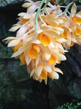 Image of <i>Dendrobium sulcatum</i> Lindl.
