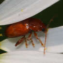 Neocrepidodera ferruginea (Scopoli 1763) resmi