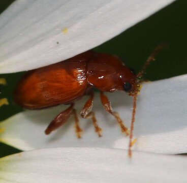 Image of Neocrepidodera ferruginea (Scopoli 1763)