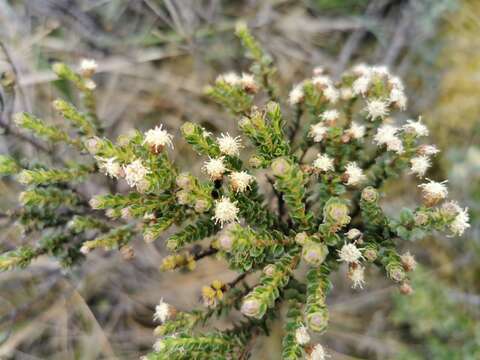 Imagem de Baccharis tricuneata (L. fil.) Pers.