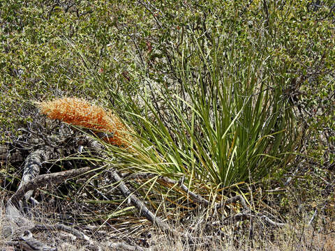 Image of foothill beargrass