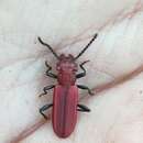 صورة Cucujus haematodes haematodes