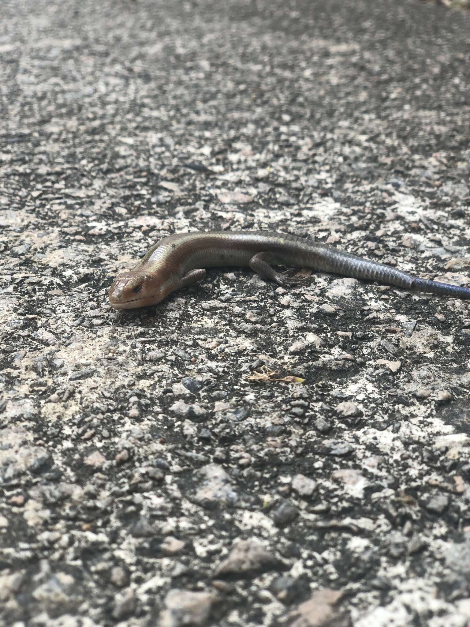 Image of Four-striped Skink