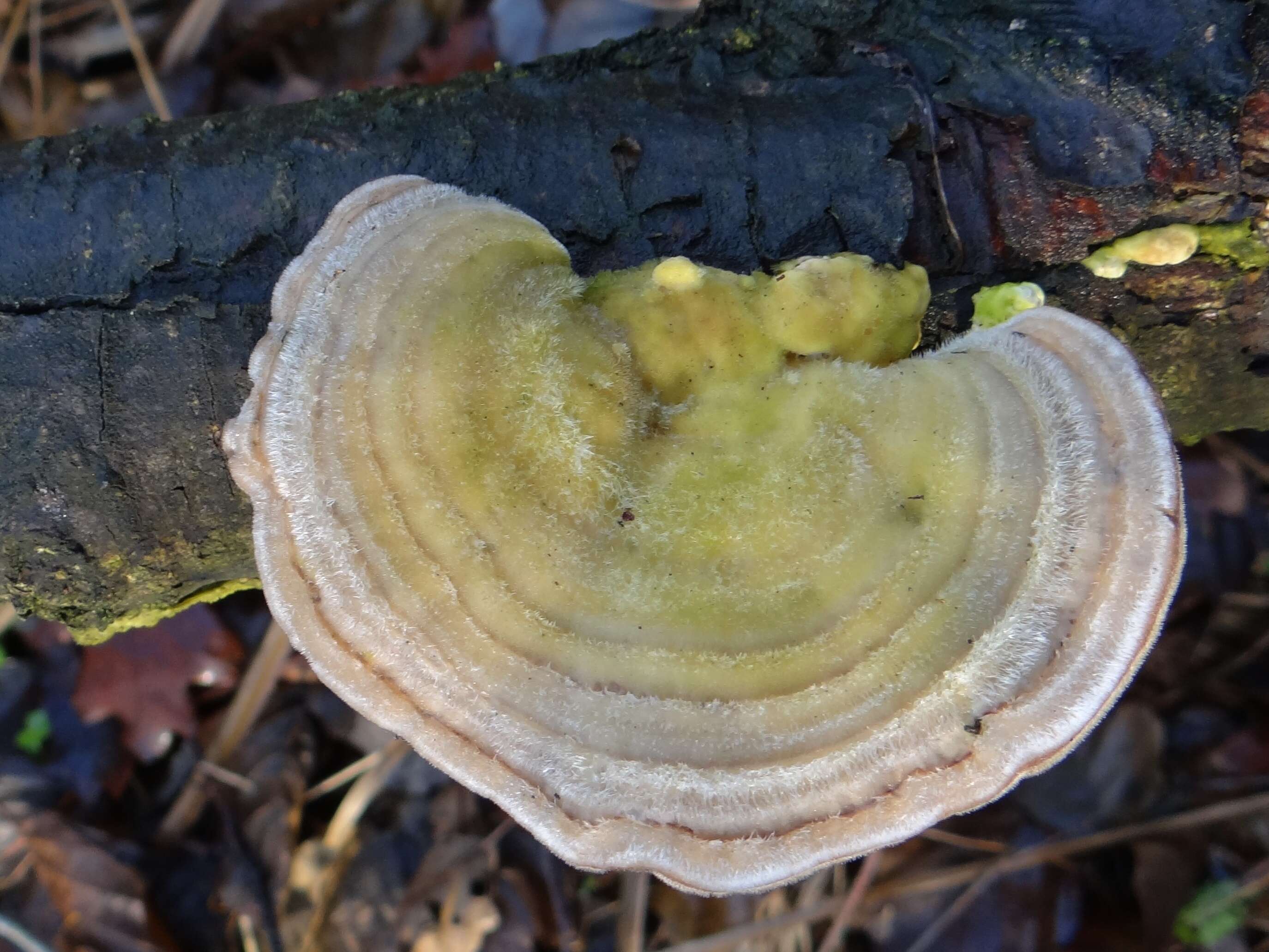 Image of Trametes hirsuta (Wulfen) Lloyd 1924