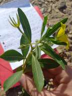 صورة Ludwigia grandiflora (Michaux) Greuter & Burdet