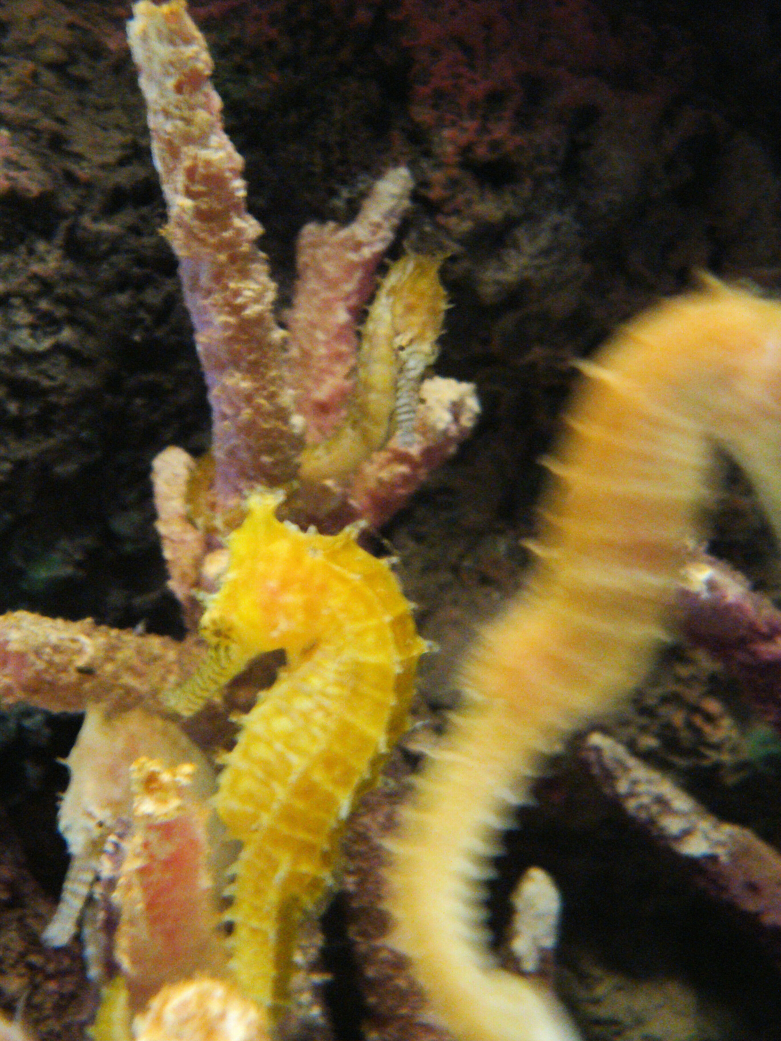 Image of Barbour's Seahorse