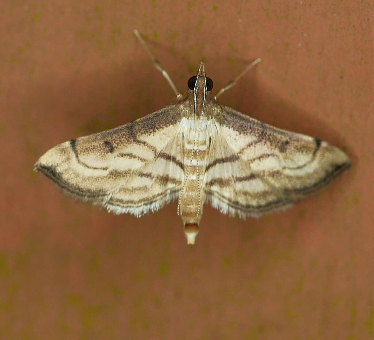 Image of Marasmia trapezalis