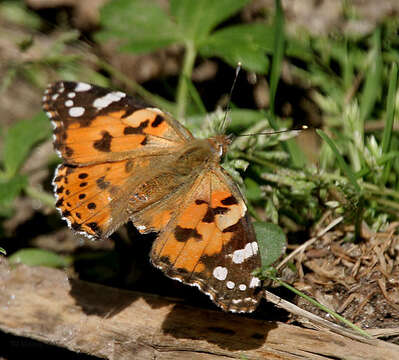 Image of Vanessa cardui