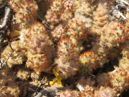 Image of Tephrocactus molinensis (Speg.) Backeb.