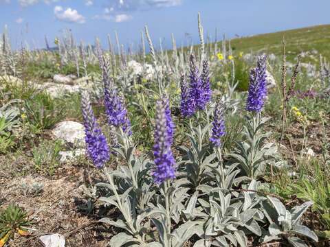 Слика од Veronica incana subsp. incana