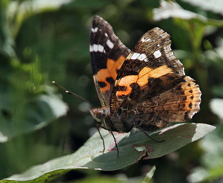 Image of Asian Admiral