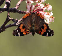 Image of Asian Admiral