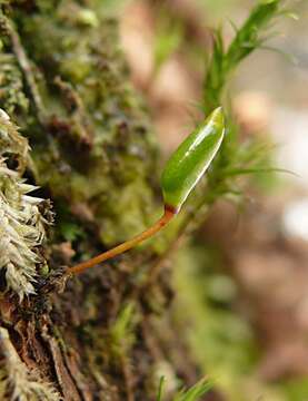 Image of Green shield moss