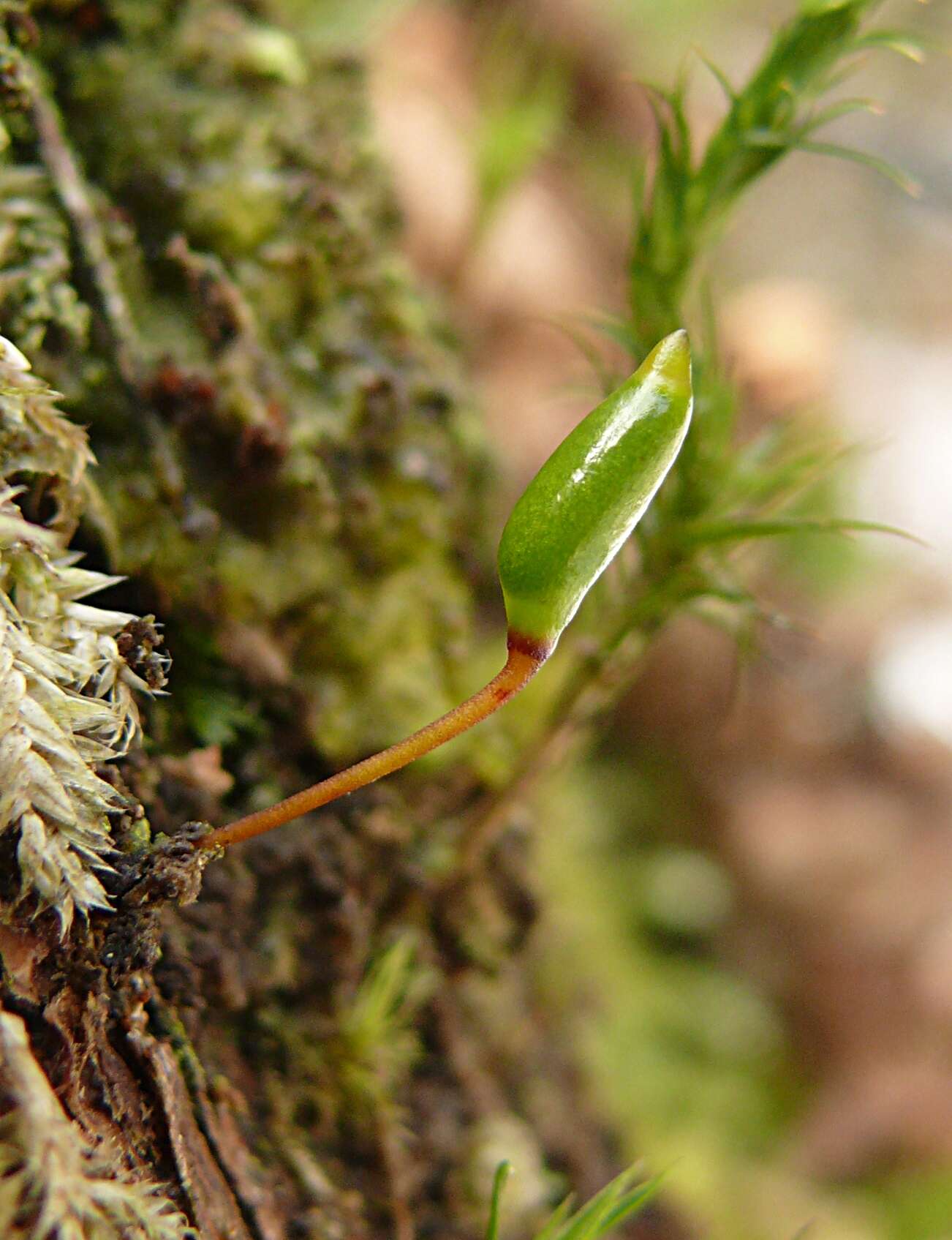 Image of Green shield moss