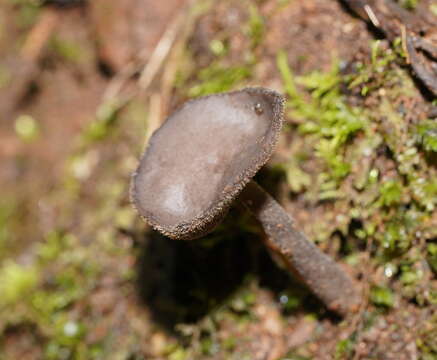 Image de Helvella fibrosa (Wallr.) Korf 2008