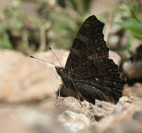 Image of Aglais caschmirensis