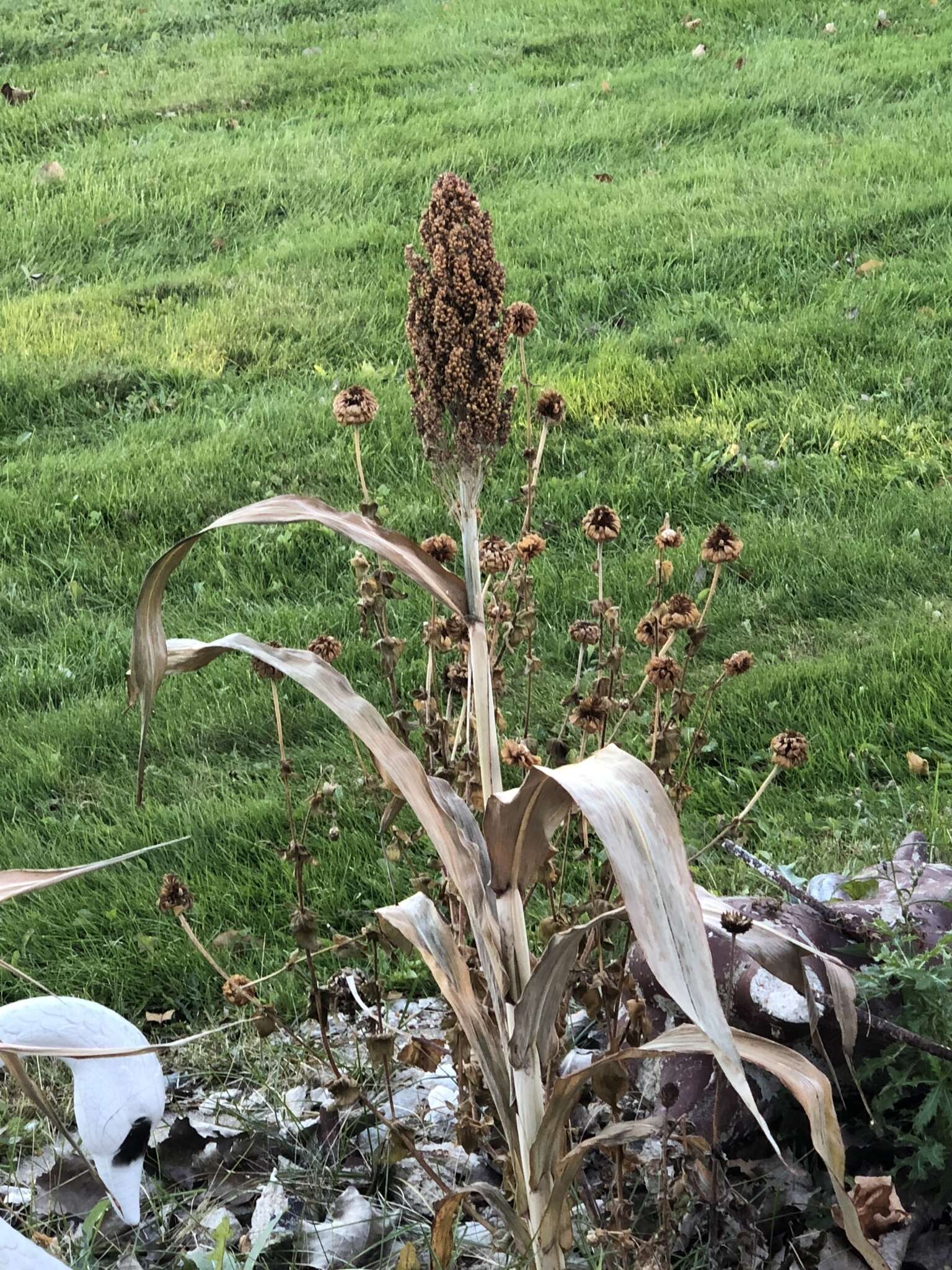 Image of sorghum