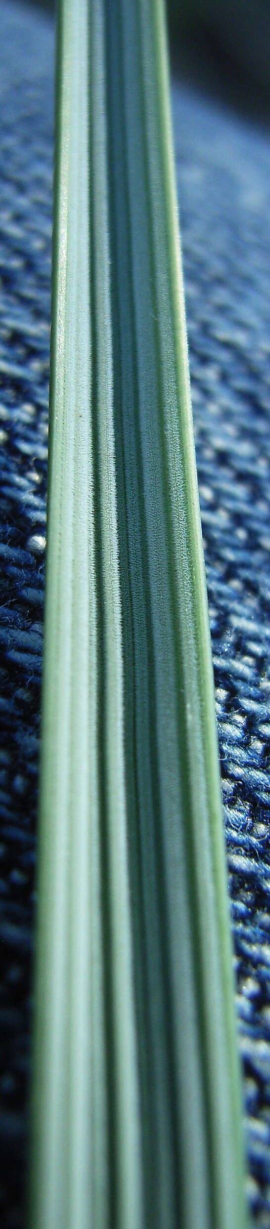 Image of European beachgrass