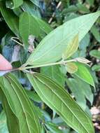 Image of Rhodamnia sessiliflora Benth.