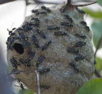 Image of Polybia ruficeps xanthops Richards 1978