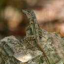 Imagem de Anolis longitibialis Noble 1923