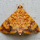 Portentomorpha xanthialis Guenée 1854 resmi