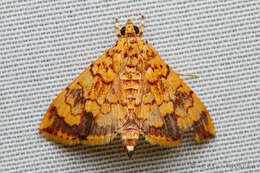 Portentomorpha xanthialis Guenée 1854 resmi