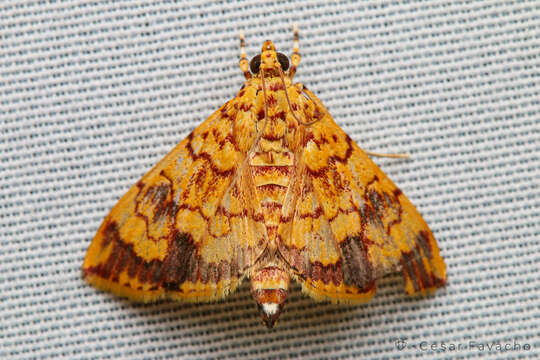 Слика од Portentomorpha xanthialis Guenée 1854