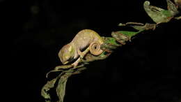 Image of West Usambara Blade-horned Chameleon